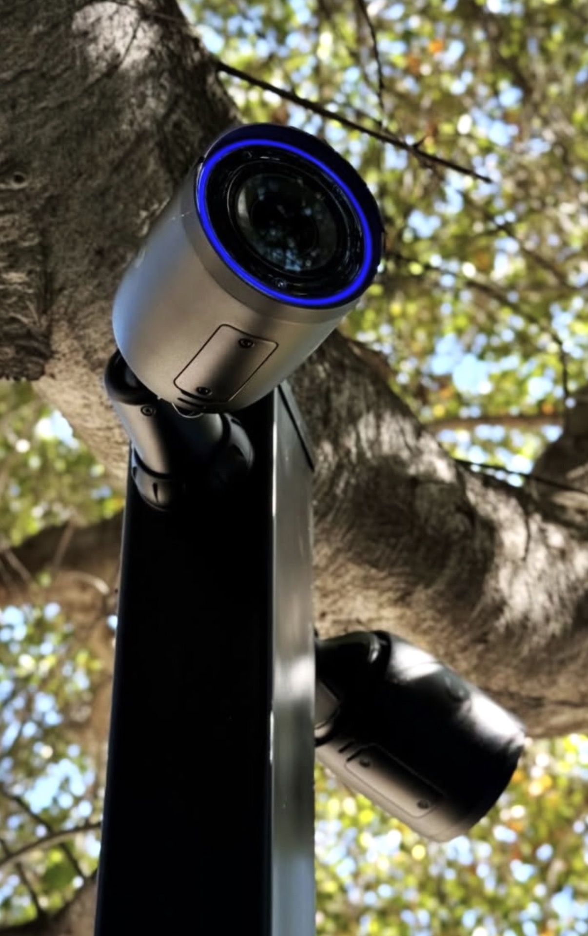 Camera met een verlichte signaalring, gemonteerd onder een oude boomkruin