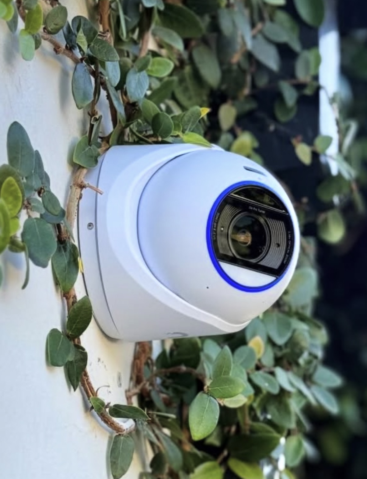 Witte koepelcamera tegen een witte gevel met een klimplant eromheen